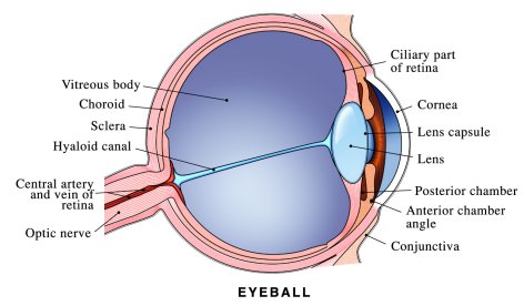 How Does The Human Eye Work? - MAGIC OF EYES